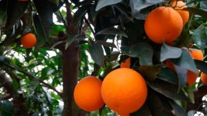 Frutas-Belinda-Productores-Naranja_2